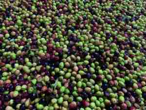 Olives